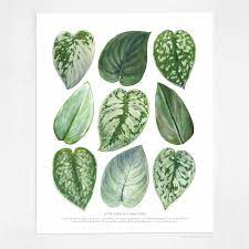 This plant ships straight from greenhouse to your. 1 Scindapsus Pictus Silvery Hania S Plants Garden Facebook