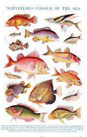 Colorful Fish Print 1950s Chart Of Assorted By