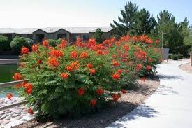 Mexican Bird Of Paradise Images Will The Real Mexican Bird Of Paradise Please Stand Up Birds Of Paradise Plant Desert Plants Landscaping Paradise Plant