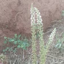 Image result for Caylusea abyssinica