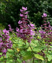 Image result for Syncolostemon elliottii