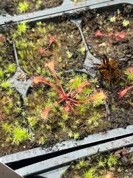 Image result for Drosera affinis