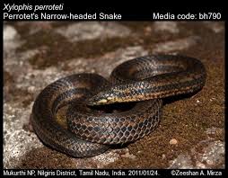 Image result for Xylopia shirensis