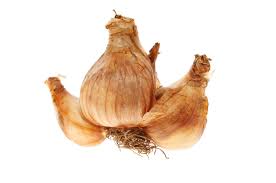 What are heirloom flower bulbs? Dividing Bulb Plants How Often Should I Divide Bulbs In The Garden