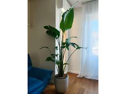Image result for Strelitzia alba