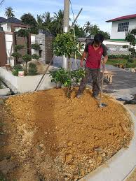 Cara jimat tanam rumput karpet di laman rumah. Step By Step Cara Tanam Rumput Jepun Maria Firdaus
