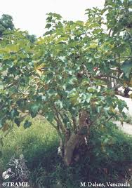 Image result for Jatropha curcas