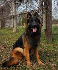 Today, gsds are not only considered as one of the most favorite household pets. Long Coat German Shepherd Odin Panjo V Ljulin West German Showline German Shepherd Bla German Shepherd Puppies Red German Shepherd Black German Shepherd