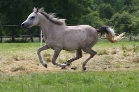 Machmal wünsche ich mir mit meinem pferd zu tauschen. Sabine Lotz Zertifizierte Em Beraterin Welches Erganzungsfutter Fur Pferde