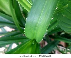 Image result for Pandanus candelabrum