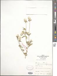 Image result for Psilotrichum sericeum