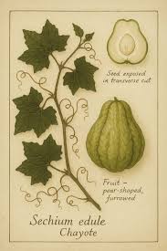 Image result for Sechium