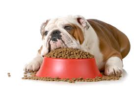 It's free of grains, corn, wheat, soy, or artificial flavors, colors, and preservatives. Bulldog Eating Too Fast Archives Baggy Bulldogs