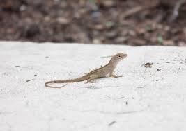 There are fast acting chemicals available to treat fleas. How To Get Rid Of Lizards In The House Yard A Complete Guide 2021