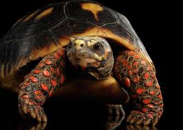 He is the most cutest thing in the world. Close Up Of Red Footed Tortoises Chelonoidis Carbonaria Isolated Black Background Greeting Card For Sale By Sergey Taran