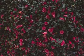 Rose bushes (​rosa​ spp.) can be finicky, and their roots may need to be remo. Thorns Are Sharp But Not As Sharp You Aesthetic Backgrounds Rose Bush Book Aesthetic