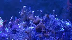 DEALING WITH DINOFLAGELLATES & CYANOBACTERIA: DETAILED PROCEDURE — Indoor  Ecosystem