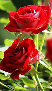 Tags flowers and plants, rose, women's day. Pin By Val Holder On 1 A File General Rose Flower Pictures Beautiful Rose Flowers Amazing Flowers