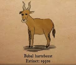 Given that there are no animals (or, at least, none listed) extinct in great britain and not. 18 Animals That Became Extinct In The Last Century Greenpeace Uk