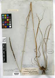 Image result for Anthephora pubescens