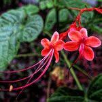 Image result for Clerodendrum umbellatum