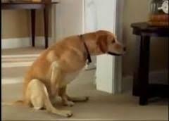 Pin On Dogs And Puppies