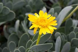 Image result for Hertia