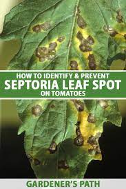 Check spelling or type a new query. Identify And Treat Septoria Leaf Spot On Tomatoes Gardener S Path