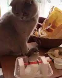 Dunia Perkucingan On Instagram Cepet Gede Dan Gemuk Ya Dek Hei Ngakak Doang Kagak Follow Apa Gunanya Is Cat Lovers Cats Cat Day