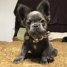 Fozzy The Frenchie A Long Haired French Bulldog French Bulldog Blue French Bulldog Full Grown French Bulldog Funny