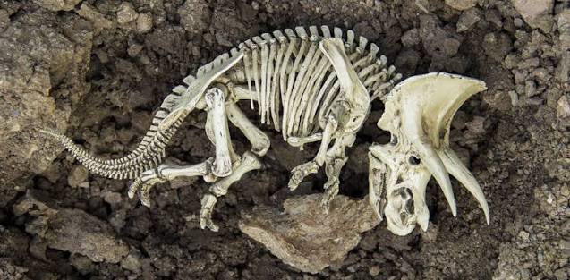Extinction is a natural process, but it's happening at 1,000 times the  normal speed