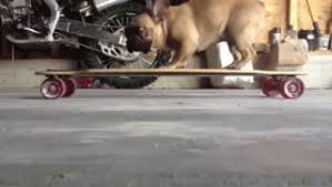 Meet eric, the french bulldog who skateboards, plus a look at the lovely lorena rae. Gif Skateboarding Animal Dog Patin Animated Gif On Gifer By Beakus