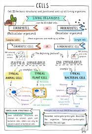 Identify the differences between plant and animal cells and how these differences relate to their have students read and discuss the plant cell and animal cell infographics. Get Your Free Gcse Biology Revision Notes Comparing Animal Plant And Bacterial Cells These Colourful Sketchn Science Notes Nursing School Notes Biology Notes