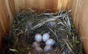 Blue Bird Eggs With Brown Spots Chickadee Eggs And Nests Young Photographs Brown Speckled Bird Bird Eggs Chickadee