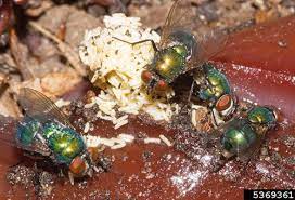 Within 24 hours of being laid, maggots emerge from the eggs. Common Green Bottle Fly Lucilia Sericata Meigen
