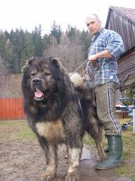 8 Of The Biggest Dog Breeds In The World Enormous Dog Breeds Big Dog Breeds Kangal Dog Dog Breeds