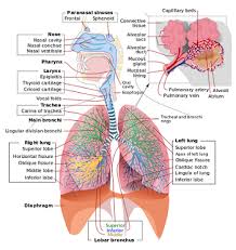 Image result for Croup