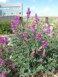 Image result for Hedysarum