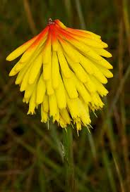 Image result for Kniphofia grantii
