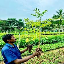 Image result for Khaya grandifoliola