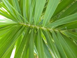 Image result for Wodyetia bifurcata