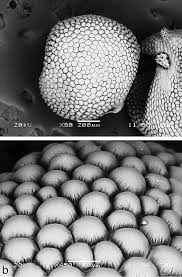 Image result for Hypoxis kilimanjarica