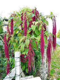 Pin On Garden Ideas