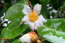 Image result for Camellia sinensis