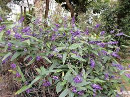 Image result for Hardenbergia