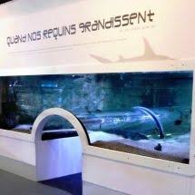 Proviviers Fabriquant D Aquarium Et Viviers Realisation Sur Mesure De Tunnel Aux Requins Par Notre Equipe Proviviers Fabrication Aquarium Aquariums Viviers