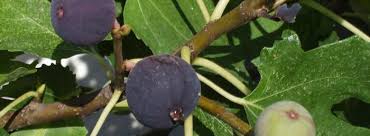 Si elle ne se referme pas quand vous appuyez dessus c'est qu'elle est morte et lorsque les moules tombent au fond du récipient, elles sont fraîches et comestibles. Maladies Et Parasites Du Figuier