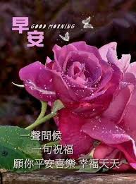 pin by lim nancy on 早安花 good morning roses good morning greetings good morning wishes