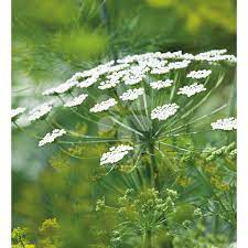 Ammi Majus Blomster Hvide Blomster