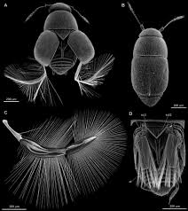 You need to imagine the areas of tension first. Miniaturization Re Establishes Symmetry In The Wing Folding Patterns Of Featherwing Beetles Scientific Reports
